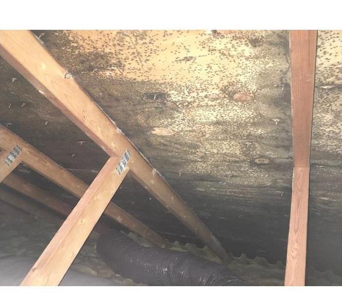 Significant mold colonies growing on the underside of plywood roof sheathing from inside the attic of a home in Mansfeld, MA