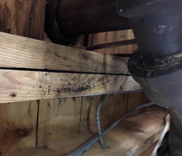 Wood materials with mold growth in the wall structure of a basement 
