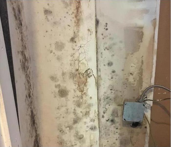 Mold on a wall. 