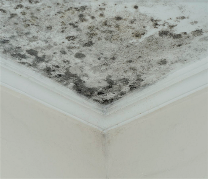 mold growing in the corner of the room