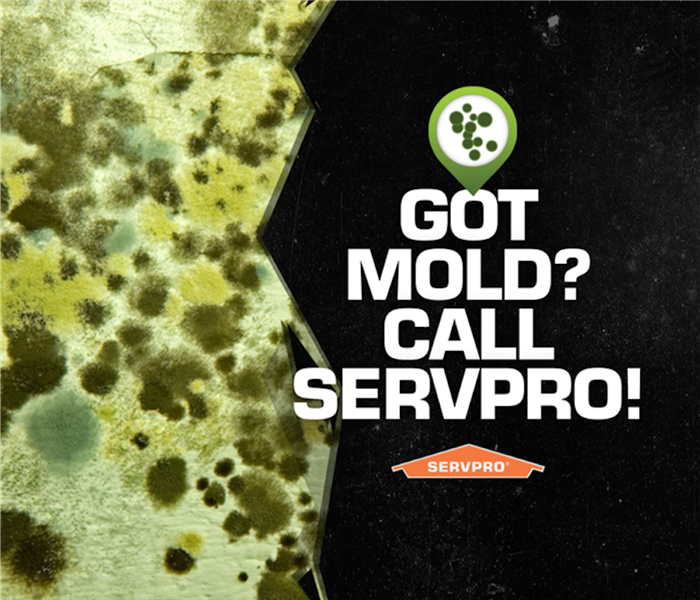 Got mold?